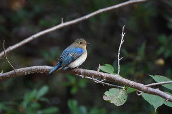 2020年10月18日(日) 大阪城公園の野鳥観察記録