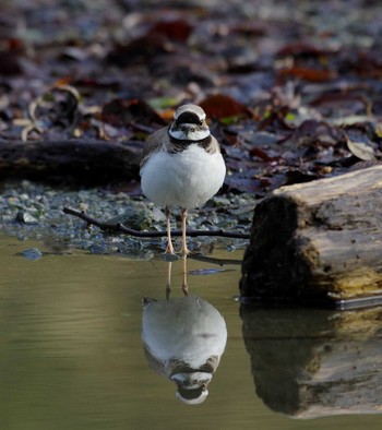 Long-billed Plover Unknown Spots Mon, 4/18/2016