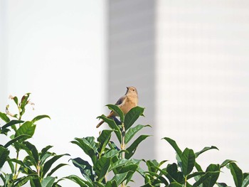 2020年10月31日(土) 東京都世田谷区の野鳥観察記録