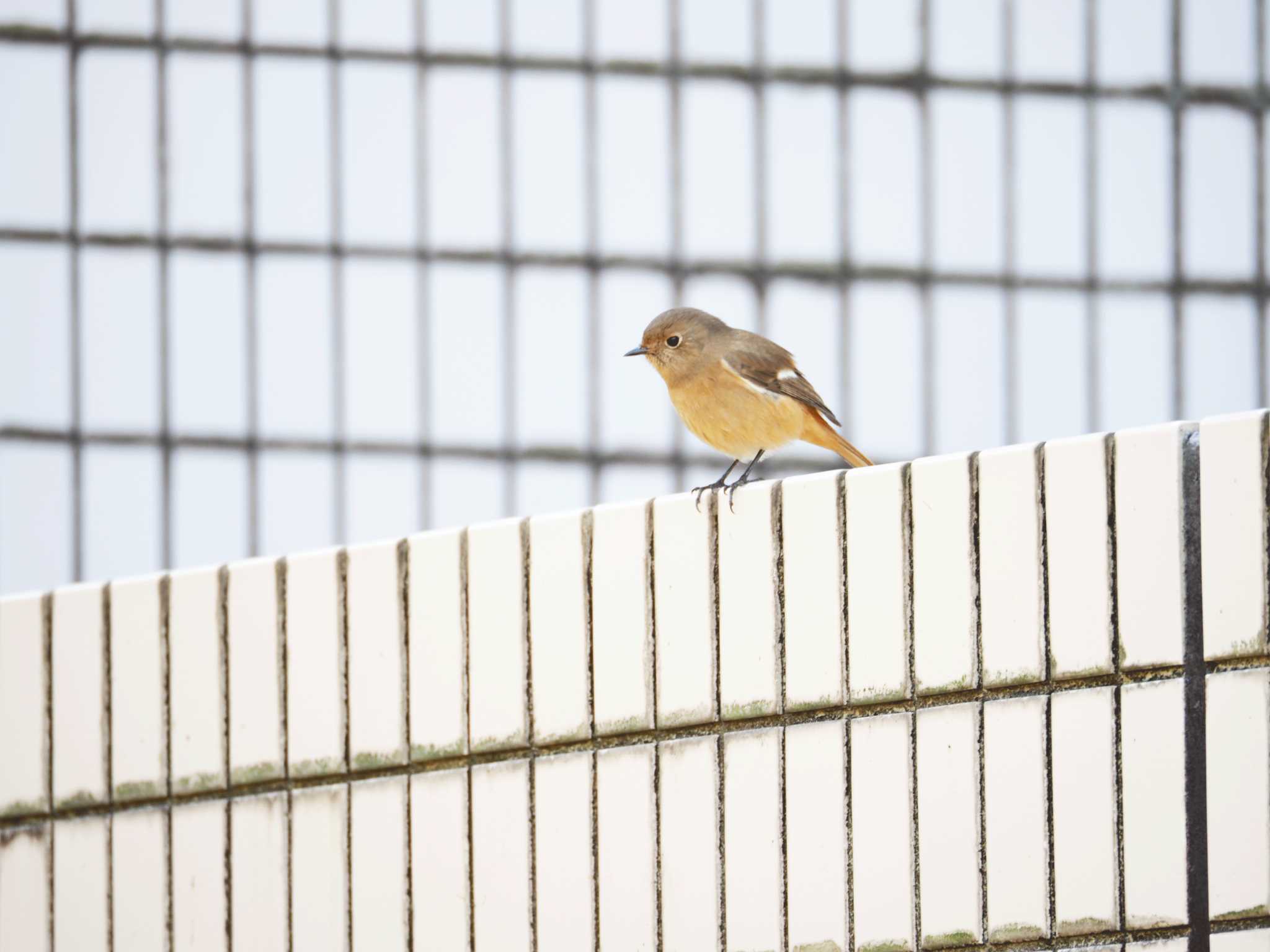 東京都世田谷区 ジョウビタキの写真 by とろろ