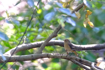 2020年10月31日(土) 葛西臨海公園の野鳥観察記録