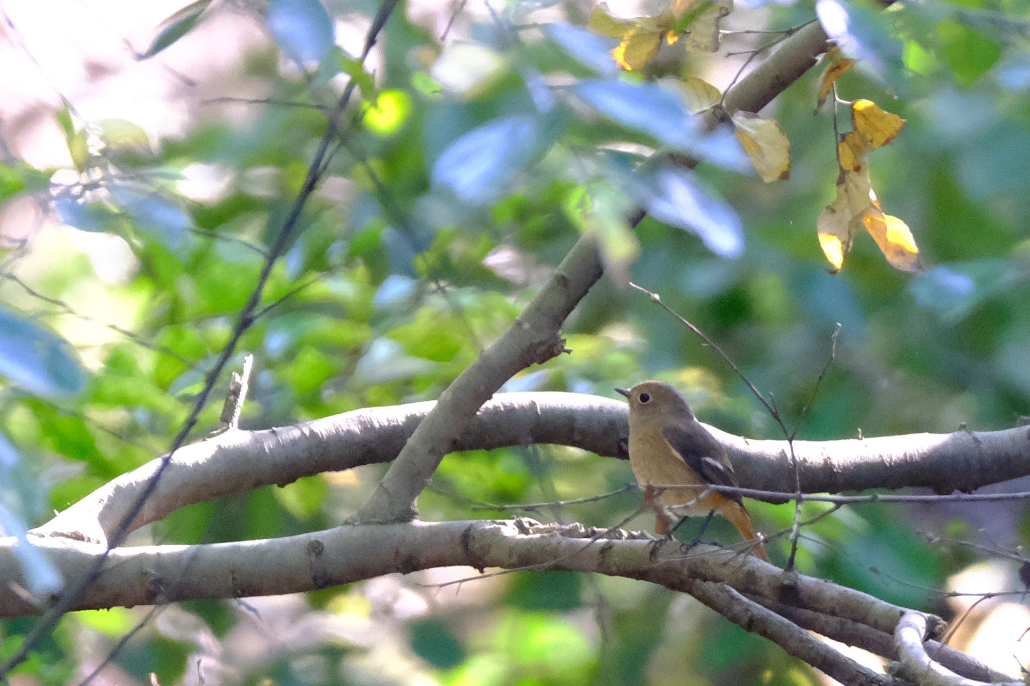 Daurian Redstart