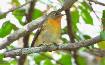 Mugimaki Flycatcher Togakushi Forest Botanical Garden Thu, 10/29/2020