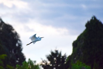 Little Egret Osaka Tsurumi Ryokuchi Sun, 8/28/2016