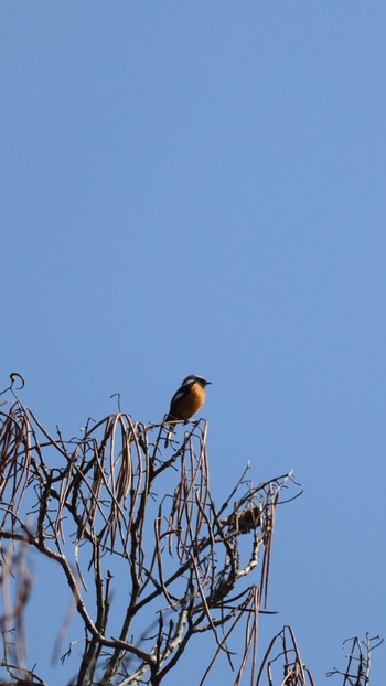 Daurian Redstart Unknown Spots Sat, 10/31/2020