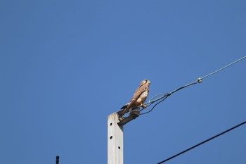 Common Kestrel Unknown Spots Sat, 10/31/2020