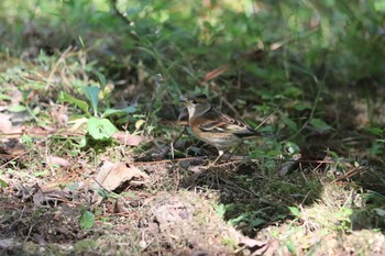 Brambling Unknown Spots Sat, 10/31/2020