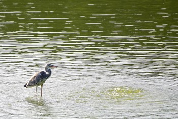 Grey Heron Osaka Tsurumi Ryokuchi Sun, 8/28/2016