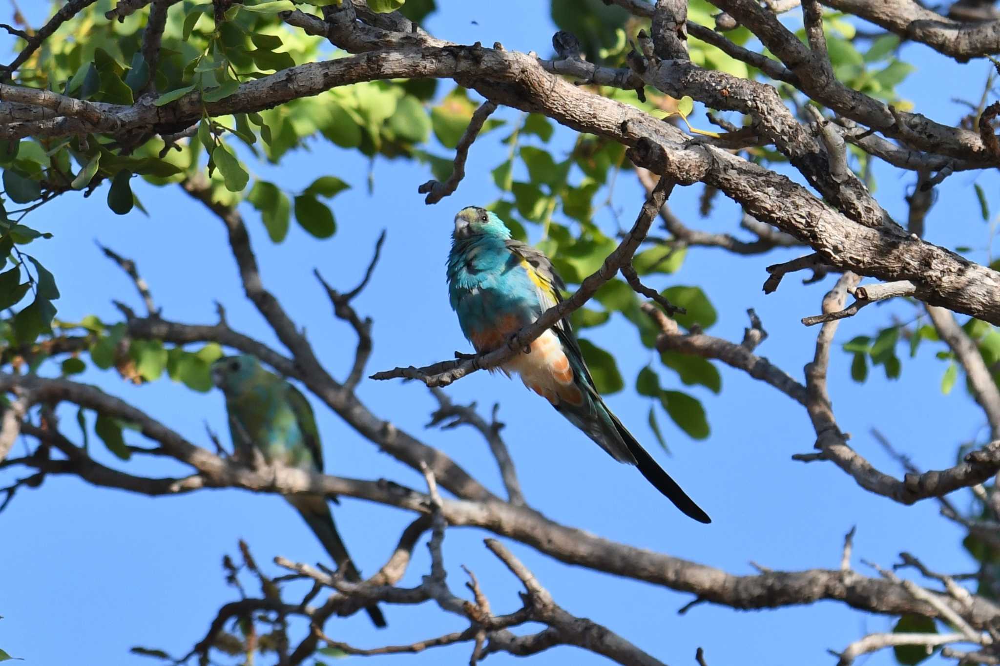 オーストラリア キビタイヒスイインコの写真 by あひる