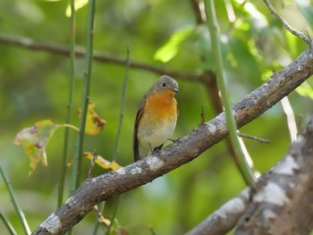 2020年10月31日(土) 神戸市立森林植物園の野鳥観察記録