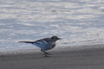 White Wagtail 虻田海岸 Sun, 8/28/2016