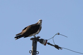 2020年10月25日(日) 五主海岸の野鳥観察記録