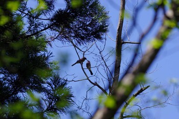 Eurasian Jay 神奈川県 宮ヶ瀬 Fri, 4/22/2016