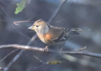 2020年10月31日(土) 吉田口登山道の野鳥観察記録