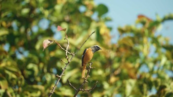 Daurian Redstart 八王子浅川 Sat, 10/31/2020