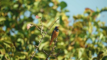 Daurian Redstart 八王子浅川 Sat, 10/31/2020