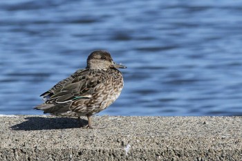 2020年10月31日(土) 五主海岸の野鳥観察記録