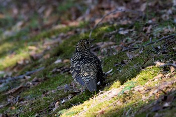 White's Thrush Unknown Spots Sun, 2/21/2016