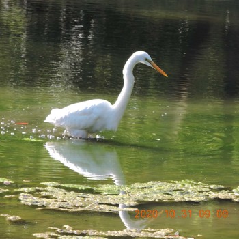 チュウサギ 日比谷公園 2020年10月31日(土)