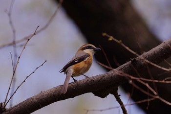 Bull-headed Shrike Unknown Spots Sat, 4/9/2016