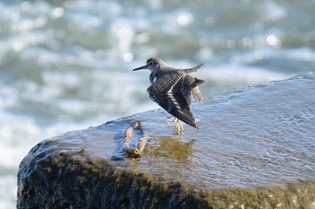 Sat, 10/31/2020 Birding report at 多摩川二ヶ領宿河原堰