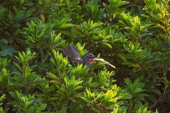 ノゴマ 埼玉県 2015年10月22日(木)