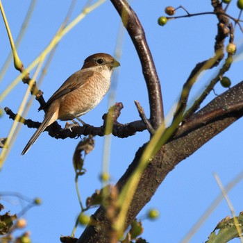 Bull-headed Shrike Mishima Island Sat, 10/31/2020