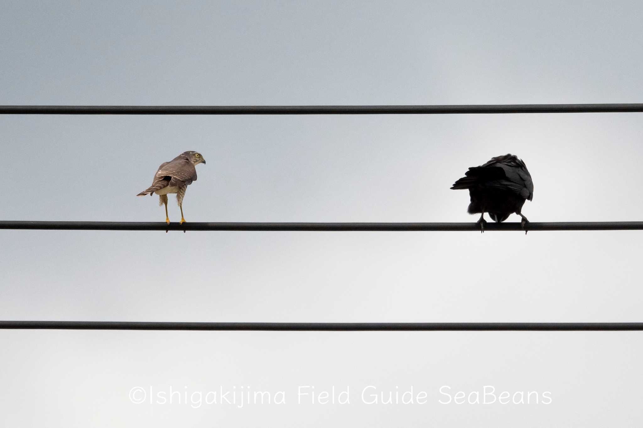Photo of Japanese Sparrowhawk(iwasakii) at Ishigaki Island by 石垣島バードウオッチングガイドSeaBeans