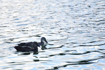 Domestic duck Osaka Tsurumi Ryokuchi Sun, 8/28/2016