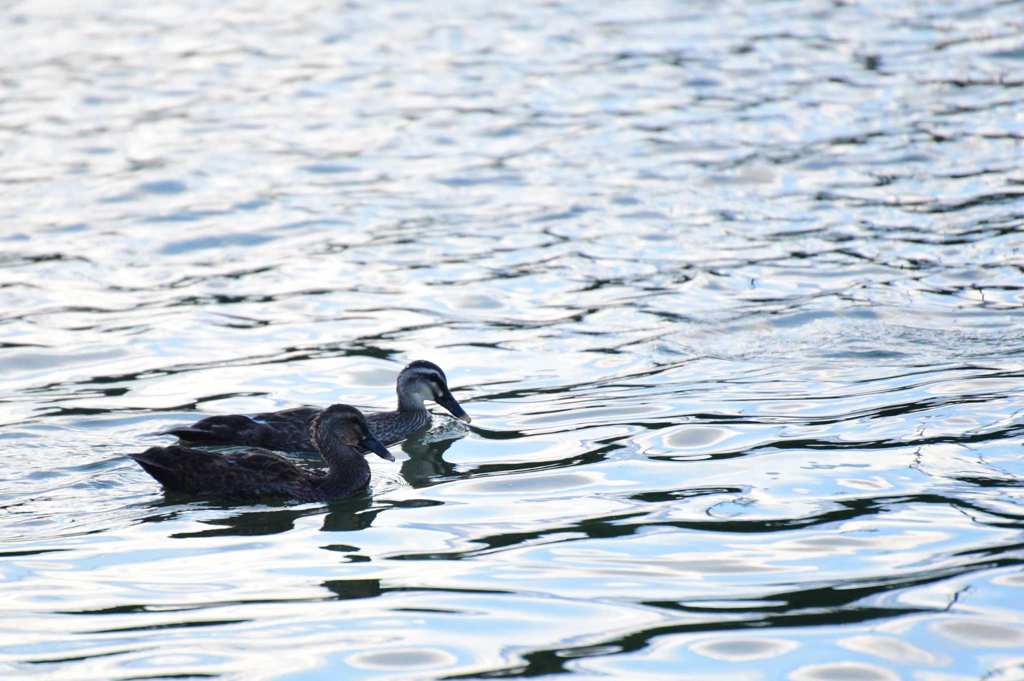 Photo of Domestic duck at Osaka Tsurumi Ryokuchi by R/あーる