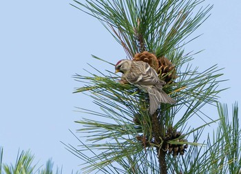 Common Redpoll Unknown Spots Sat, 10/31/2020