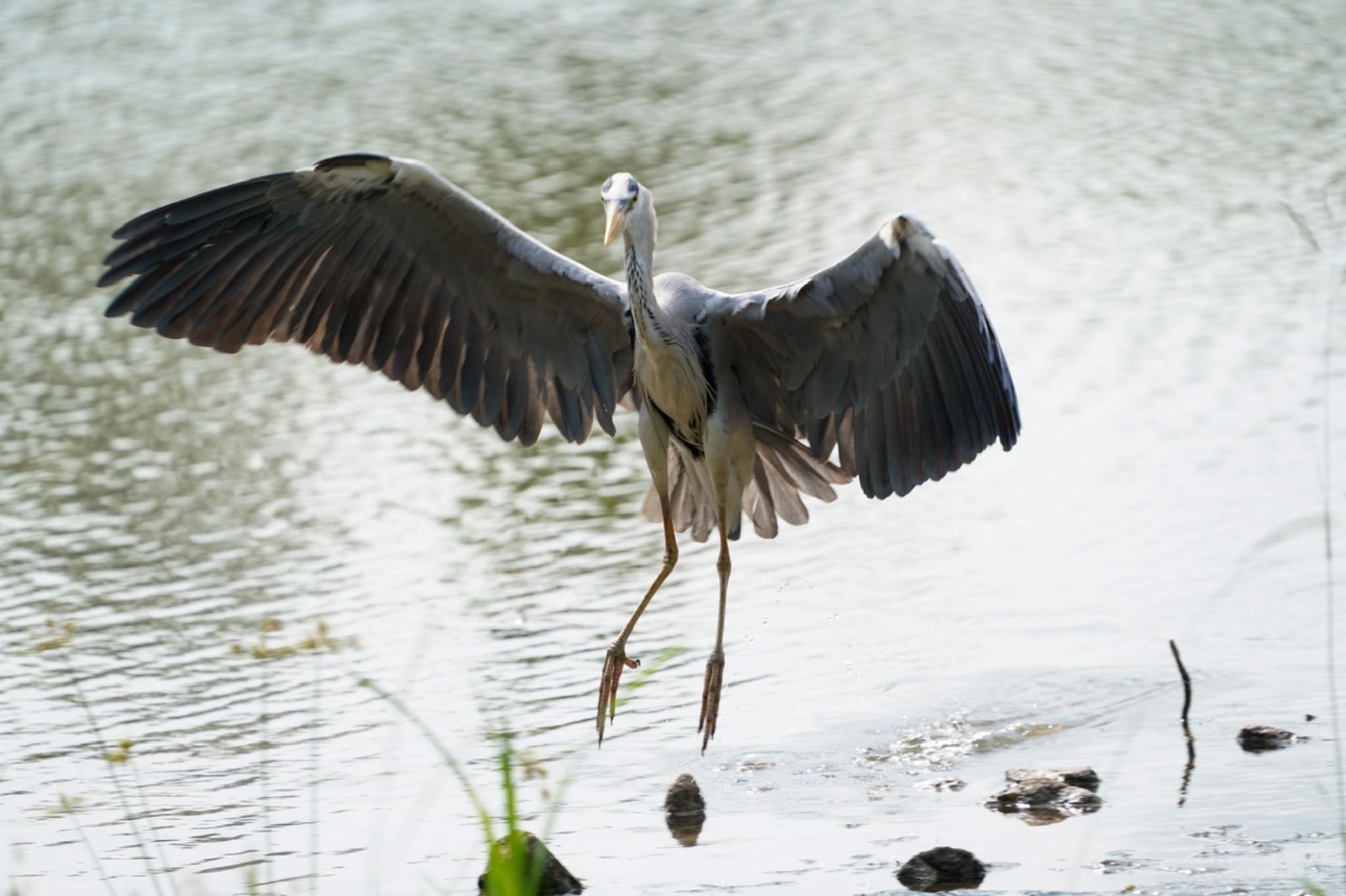 Jurong Lake Gardens アオサギの写真 by T K