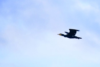 Great Cormorant Osaka Tsurumi Ryokuchi Sun, 8/28/2016