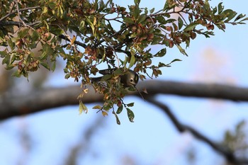 2020年10月31日(土) 大阪城公園の野鳥観察記録