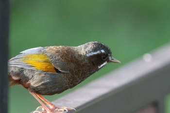 White-whiskered Laughingthrush 阿里山国家森林遊楽区 Mon, 7/18/2016