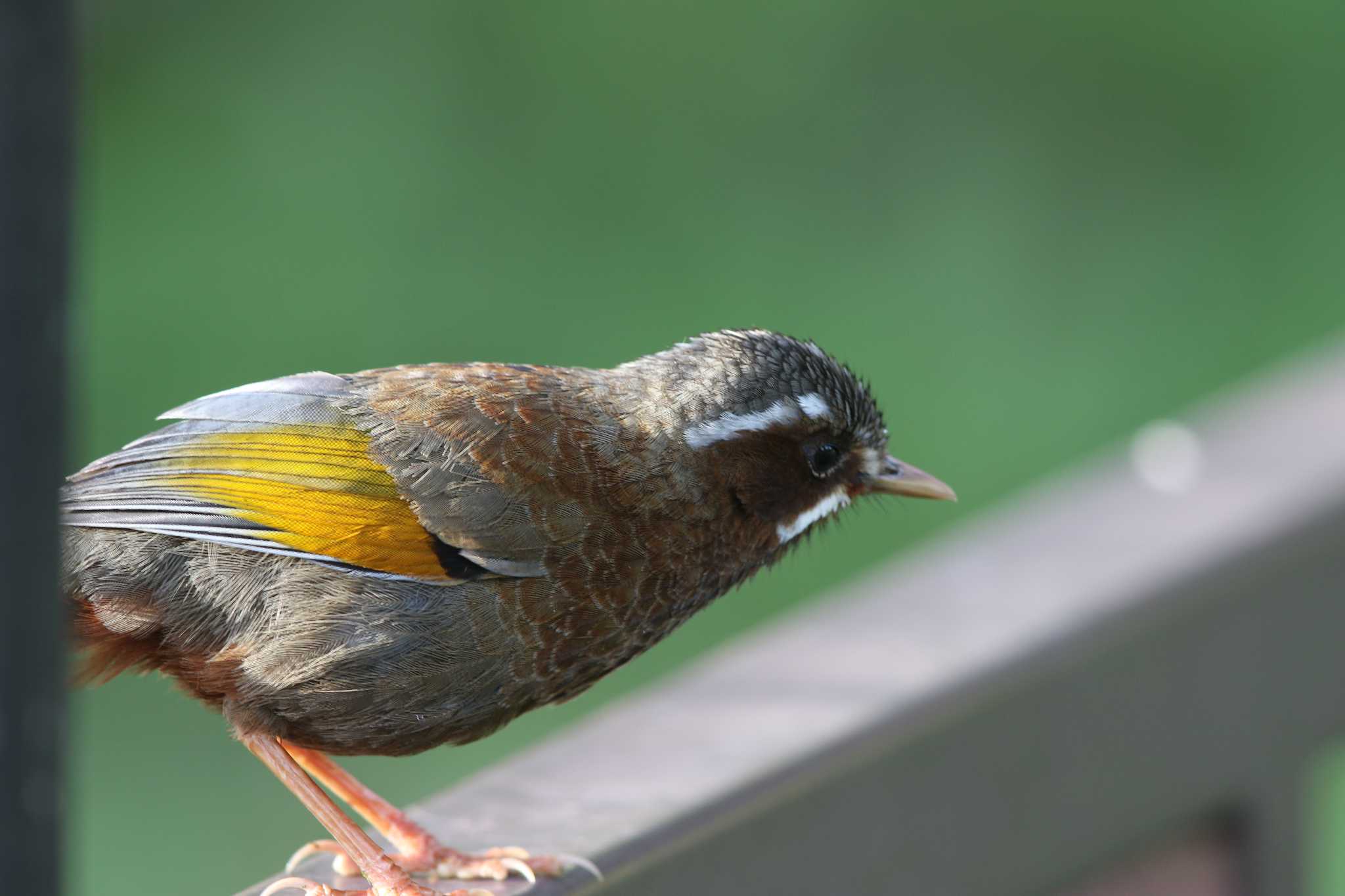 タイワンキンバネガビチョウ