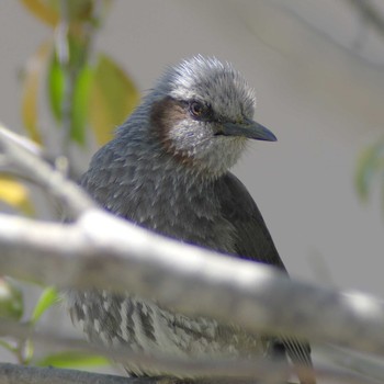 Brown-eared Bulbul Unknown Spots Unknown Date