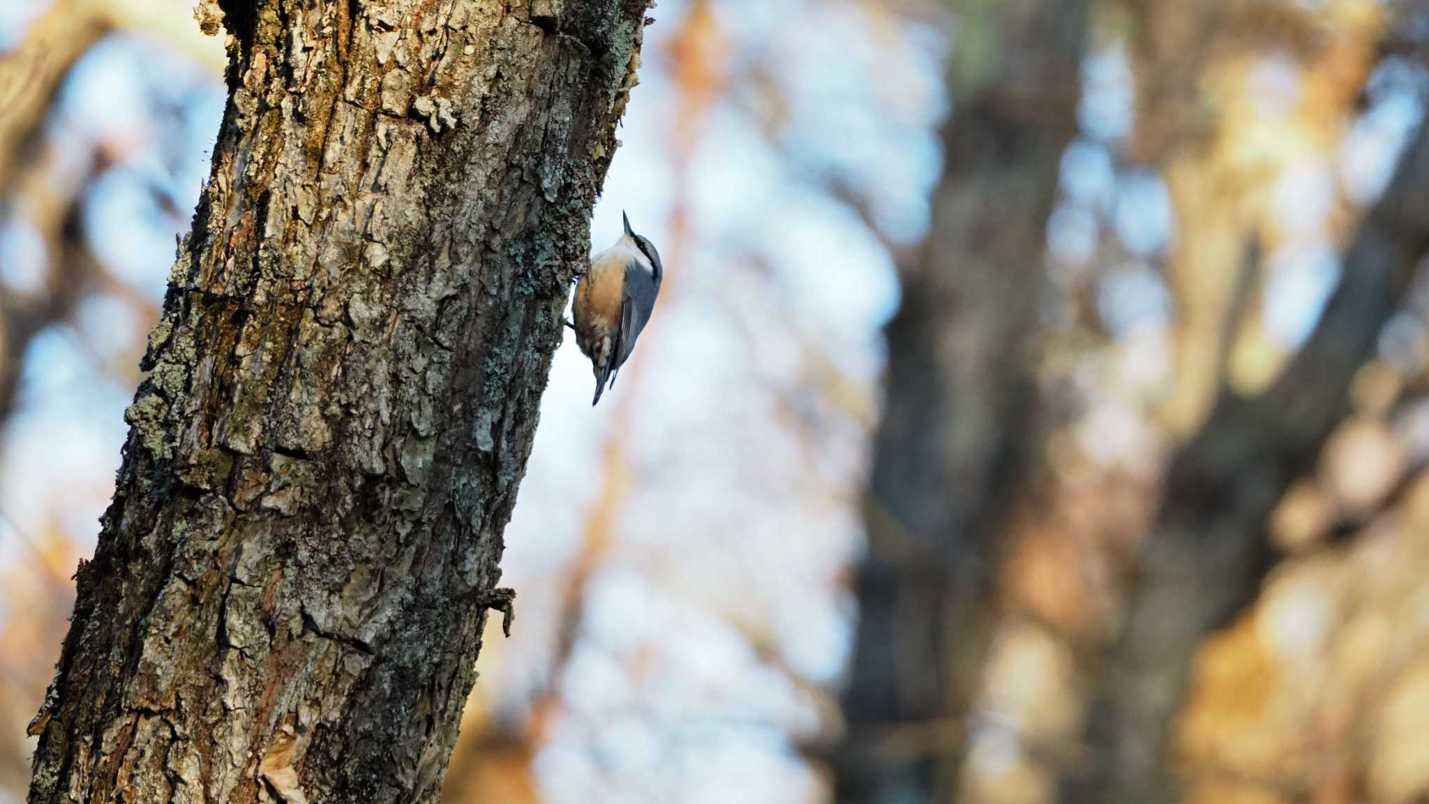 キバシリの隣にいたキバシリのようなゴジュウカラ by kame