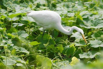 ダイサギ 野川 2020年10月20日(火)