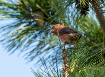 Red Crossbill Unknown Spots Sat, 10/31/2020