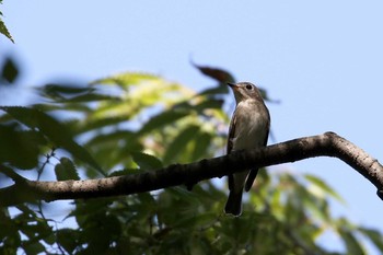 Dark-sided Flycatcher Osaka castle park Wed, 8/31/2016