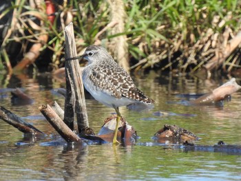 Sat, 10/31/2020 Birding report at Inashiki