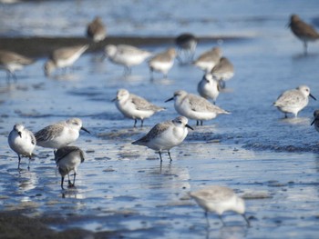 2020年10月31日(土) ふなばし三番瀬海浜公園の野鳥観察記録