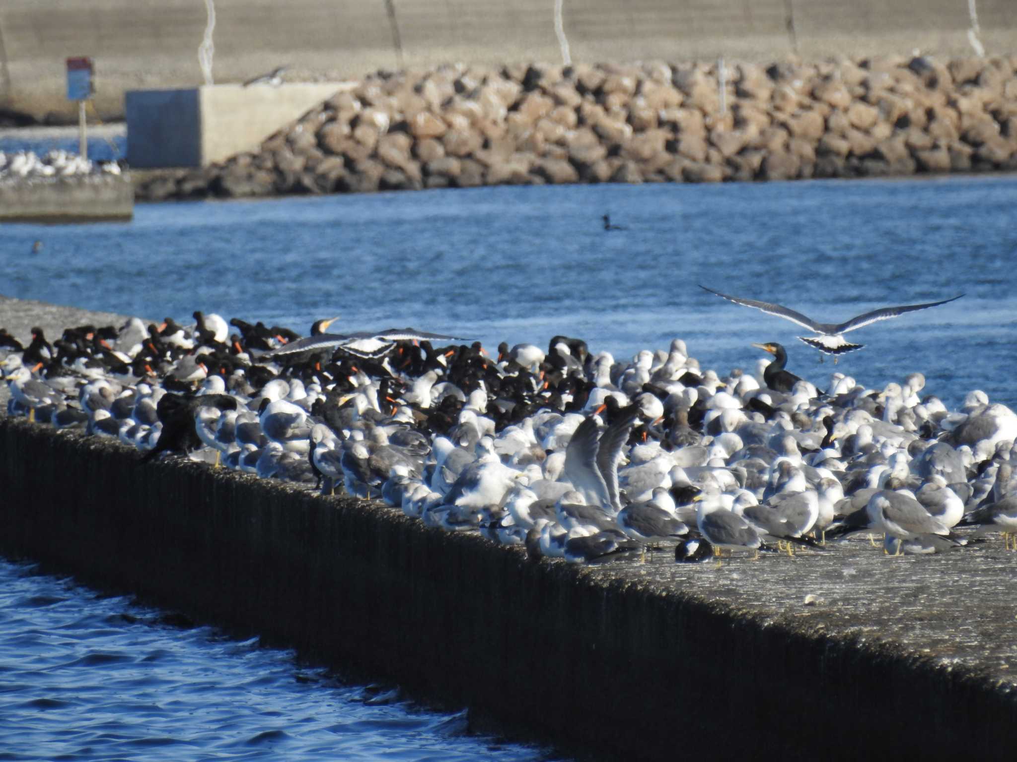 ふなばし三番瀬海浜公園 ミヤコドリの写真 by Kozakuraband