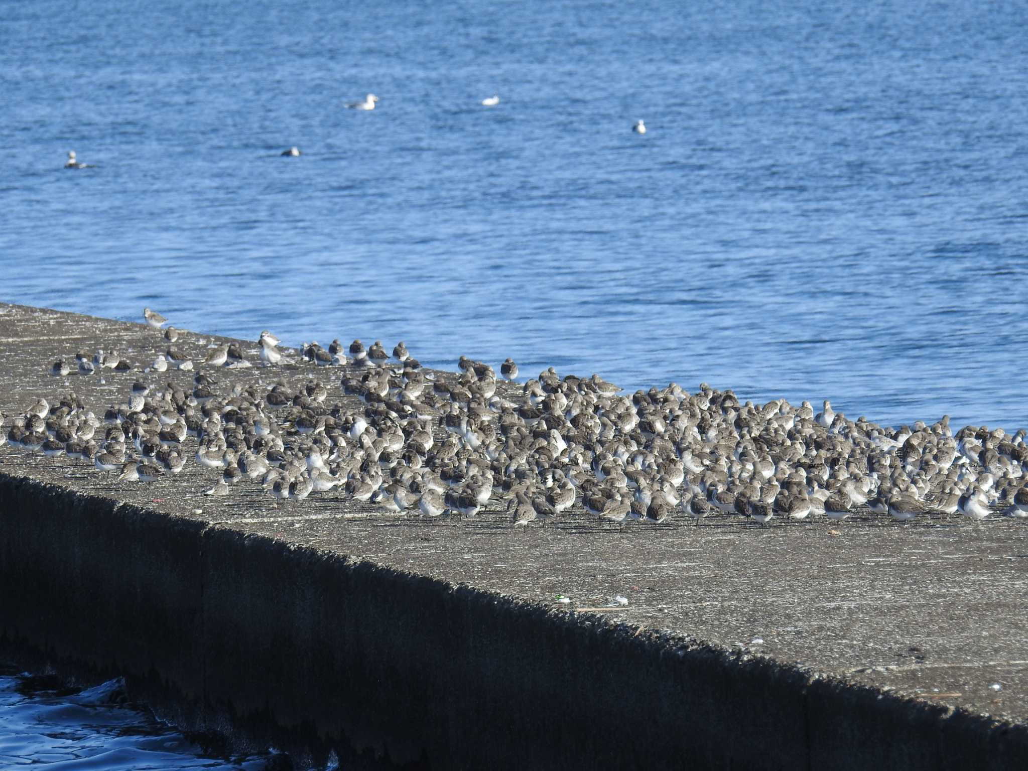 ふなばし三番瀬海浜公園 ハマシギの写真 by Kozakuraband