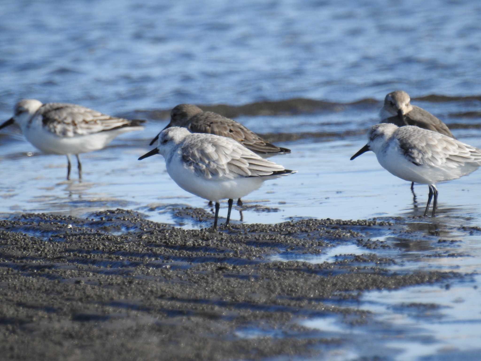 ふなばし三番瀬海浜公園 ミユビシギの写真 by Kozakuraband