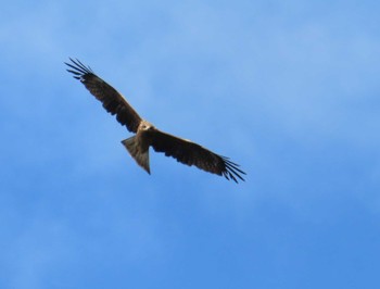 2020年11月1日(日) 横浜自然観察の森の野鳥観察記録