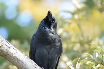 2020年11月1日(日) 生田緑地の野鳥観察記録