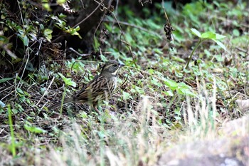 2020年11月1日(日) 神代植物公園の野鳥観察記録