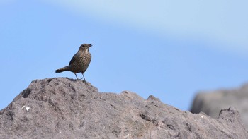 2020年11月1日(日) 真鶴岬の野鳥観察記録